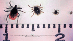 What causes Lyme disease?